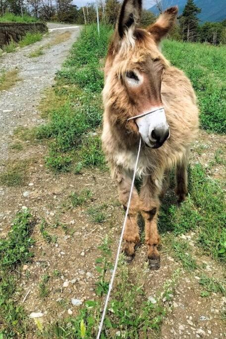 Appartamento Di Montagna Lo Grop Chambave Luaran gambar
