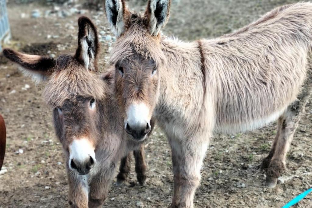 Appartamento Di Montagna Lo Grop Chambave Luaran gambar
